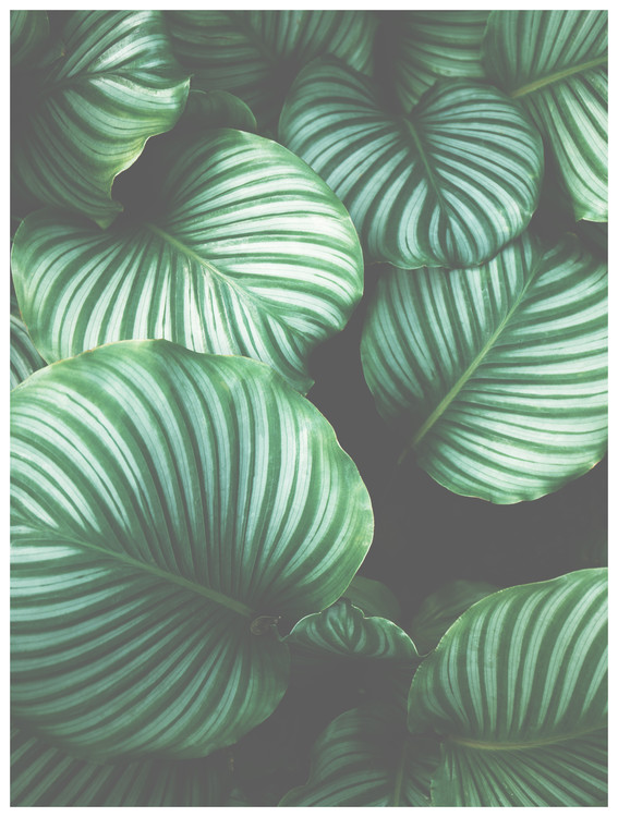 Arte fotográfico Border green leaves