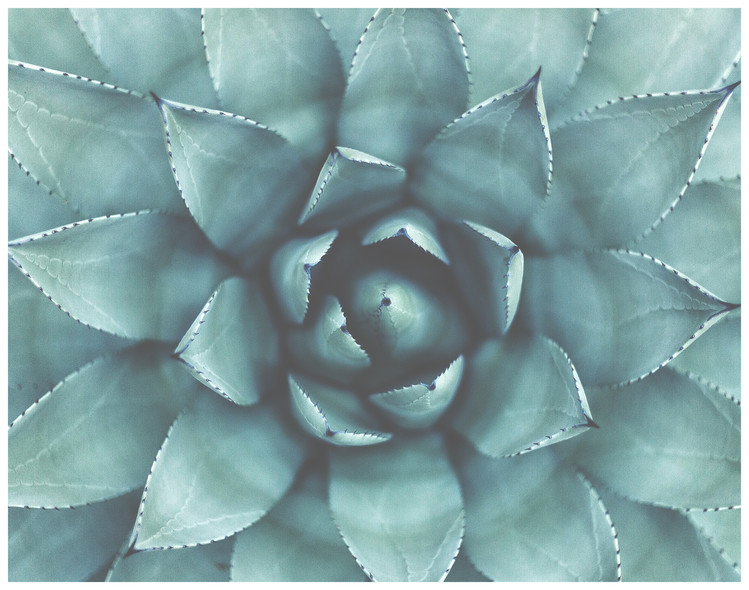Arte fotográfico Border succulent green