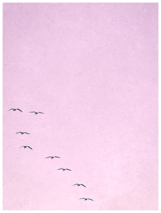 Photographie d'art borderpinkbirds