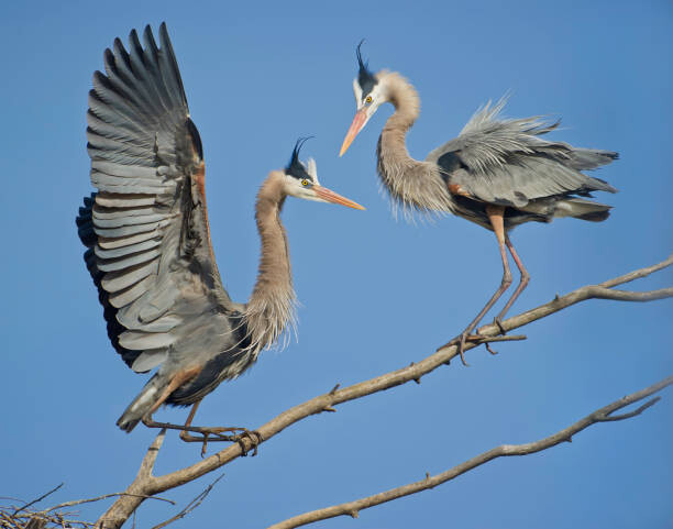 Fotografia Breeding's Greeting