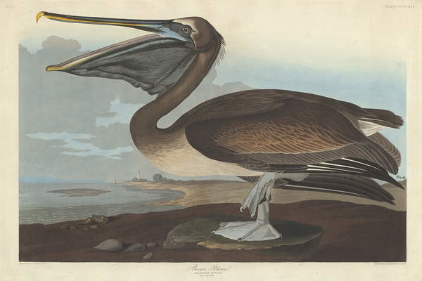 Obrazová reprodukce Brown Pelican, 1838