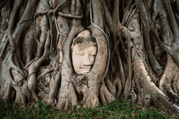 Művészeti fotózás Buddha head between tree branches
