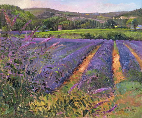Obrazová reprodukce Buddleia and Lavender Field, Montclus, 1993