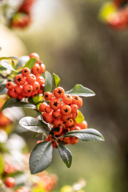 Kunstfotografi Bunch of rowan berries on a tree in late summer.