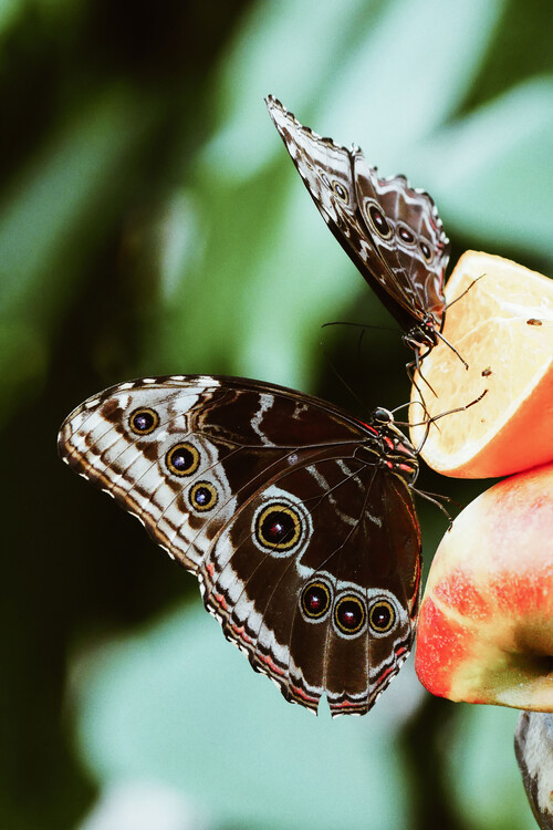 Arte fotográfico Butterfly couple