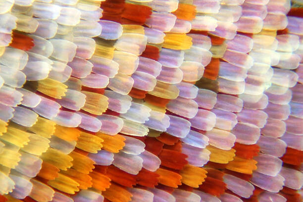 Fotografie Butterfly scales