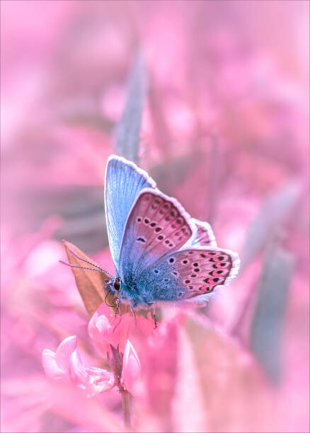 Umělecká fotografie Butterfly sitting on flower