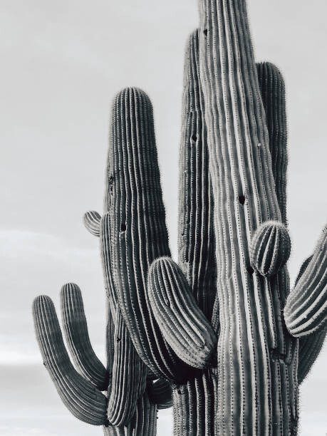 Umělecká fotografie Cactus 1