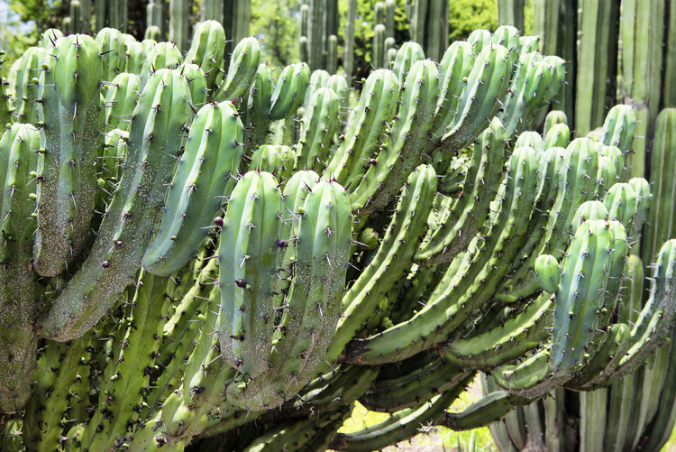 Arte fotográfico Cactus Details