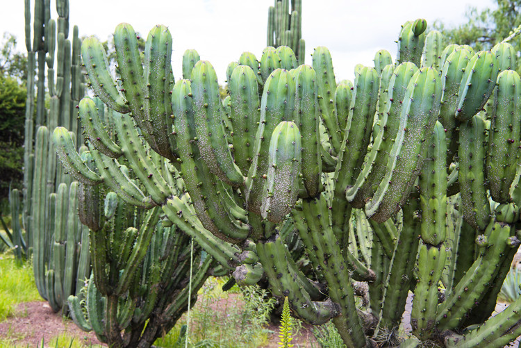 Arte fotográfico Cactus Details II