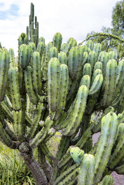 Arte fotográfico Cactus Details III
