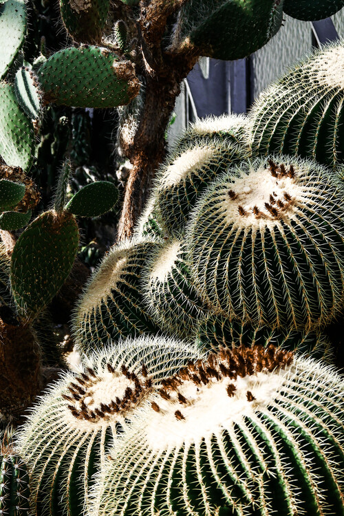 Umělecká fotografie Cactus