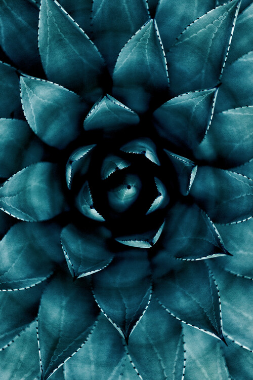Umetniška fotografija Cactus No 9