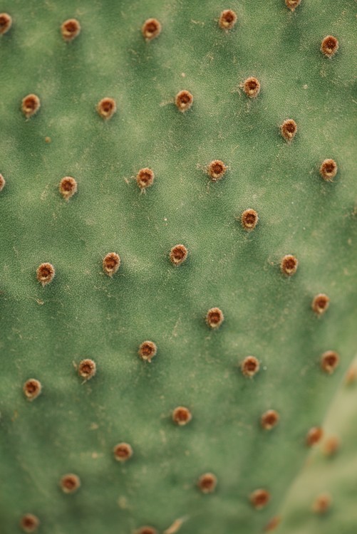Photographie d'art Cactus texture