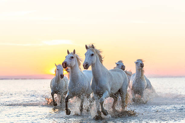 Fotografia artystyczna Camargue white horses running in water at sunset