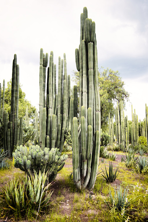 Arte fotográfico Cardon Cactus II