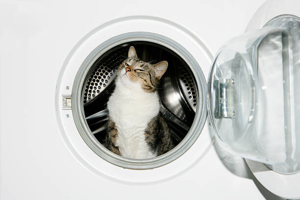 Umělecká fotografie Cat in a washing machine