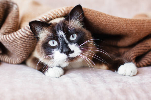 Umělecká fotografie Cat in wool cozy blanket sitting on sofa