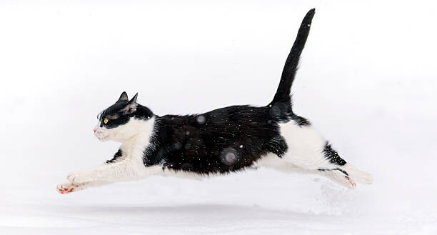 Umělecká fotografie Cat running in the snow