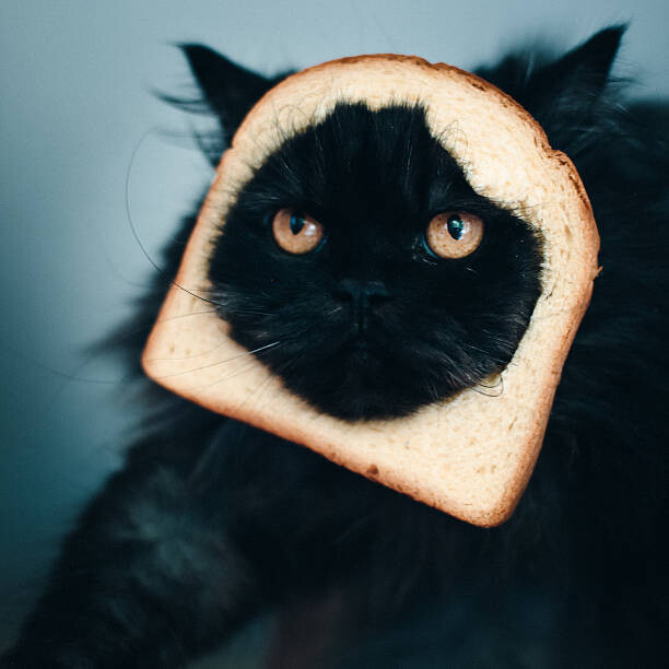 Umělecká fotografie Cat sandwich