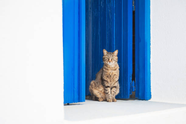 Umělecká fotografie Cat sitting on the doorstep.