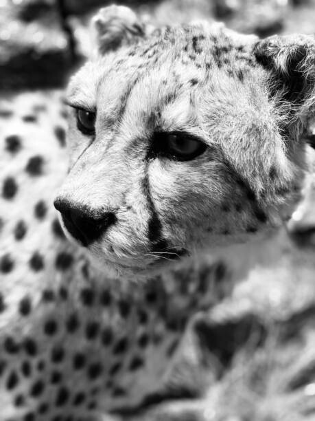 Umelecká fotografie Cheetah