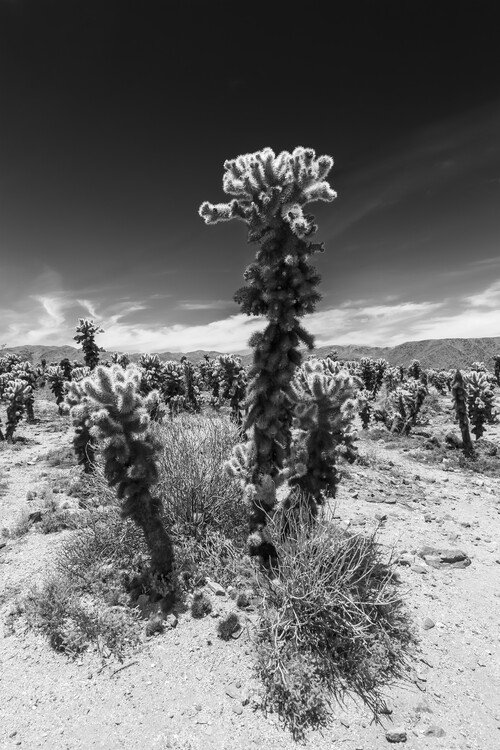 Photographie d'art Cholla Cactus Garden, Joshua Tree National Park