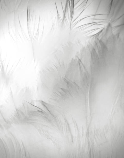 Umělecká fotografie Close Up Detail of Swan Feathers