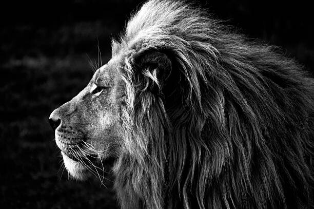 Umelecká fotografie Close-up of a Lion (B&W)