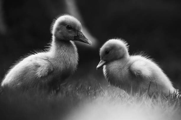 Art Photography Close-up of ducklings perching on field,Costa Rica