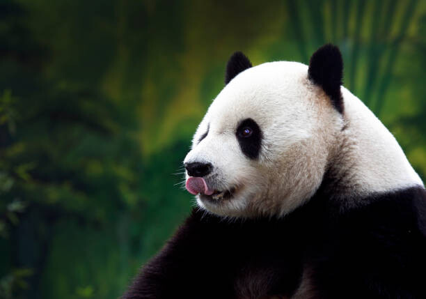 Umjetnička fotografija Close-up of Giant Panda