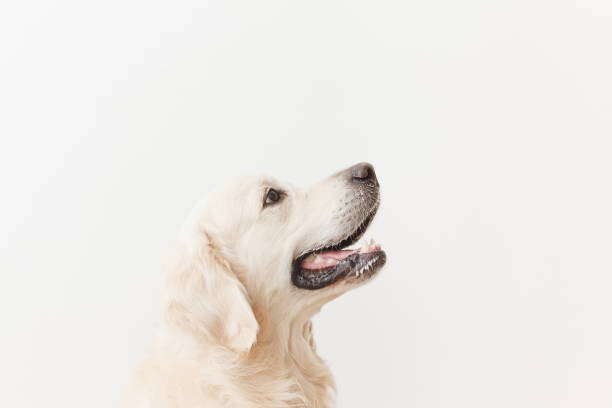 Fotografi Close-up of golden retriever looking away