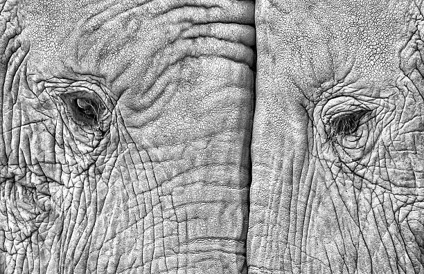 Konstfotografering Close-up of two elephants standing face to face