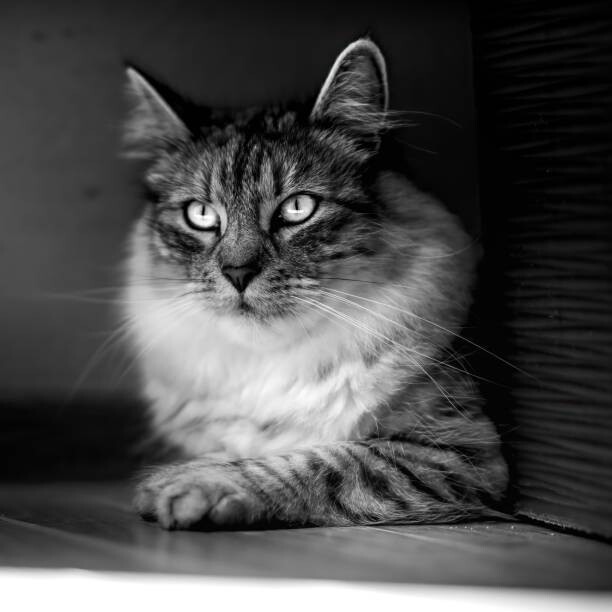 Umjetnička fotografija Close-up portrait of cat sitting