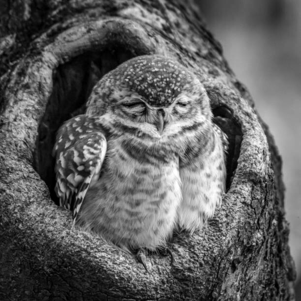 Umělecká fotografie Close-up portrait of owl perching on