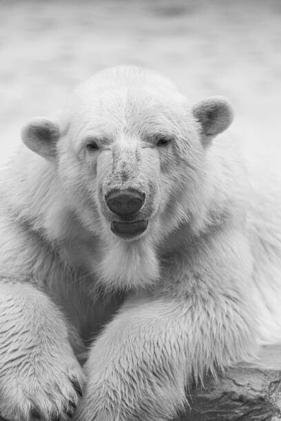 Művészeti fotózás Close-up portrait of polar bear