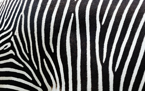 Umělecká fotografie Close-up view of zebra stripes