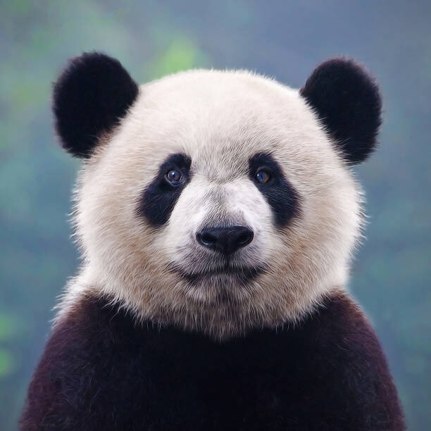 Fotografia Closeup shot of a giant panda bear