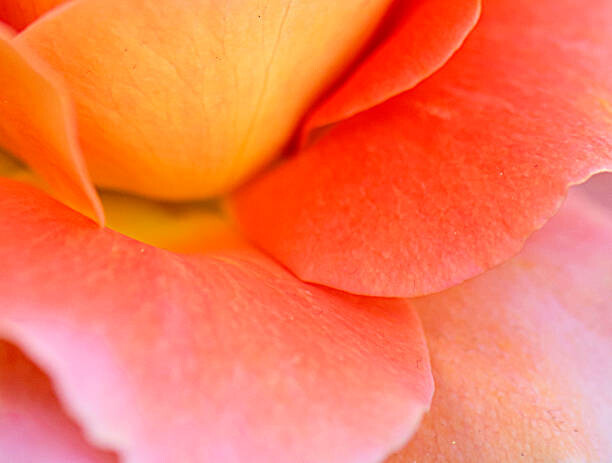 Umělecká fotografie Colorful Rose Petal