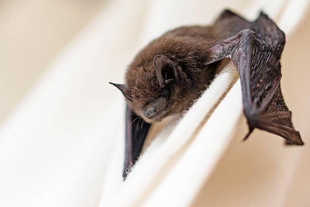 Fotografia artystyczna common pipistrelle  a small bat