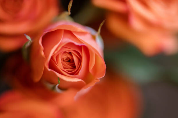 Umělecká fotografie Coral Baby Rose Close-up