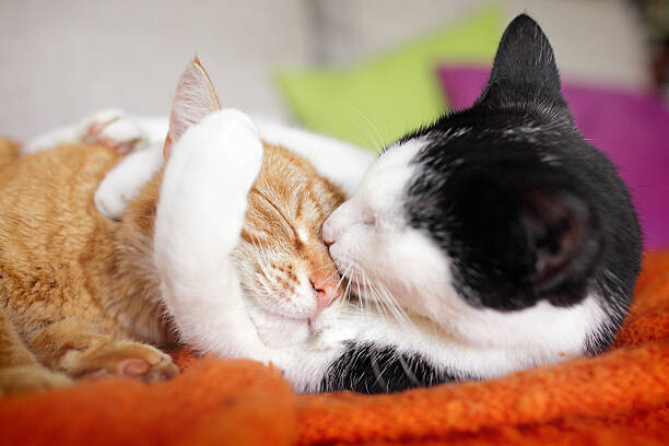 Művészeti fotózás cuddly cat couple kissing