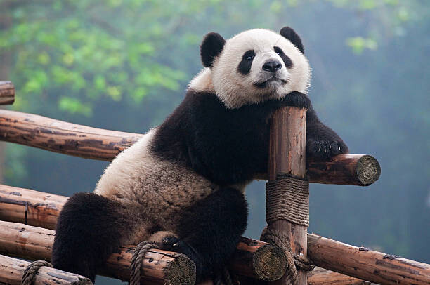 Umělecká fotografie Cute panda bear