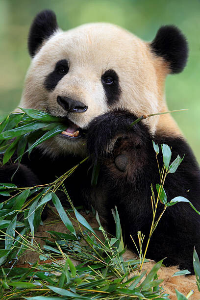 Umělecká fotografie Cute Panda