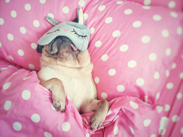 Umělecká fotografie Cute pug dog sleep rest with