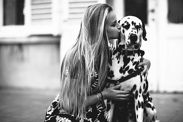 Fotografie de artă dalmatian dog in the studio
