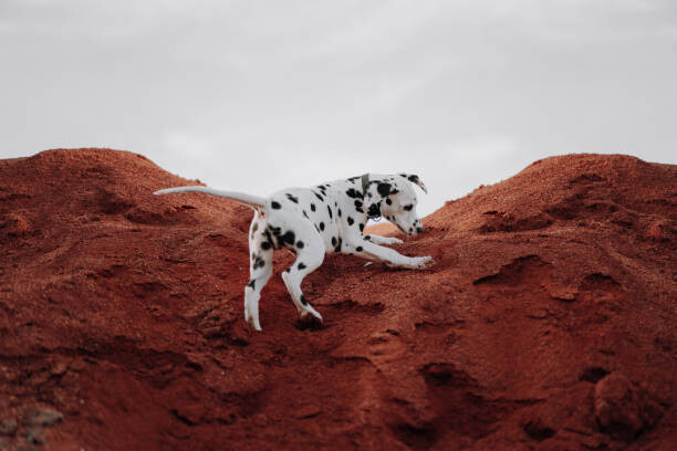 Kunstfotografie Dalmatiner Welpe spielt und rennt verspielt
