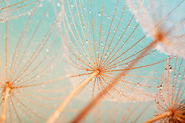 Konstfotografering Dandelion seed with water drops