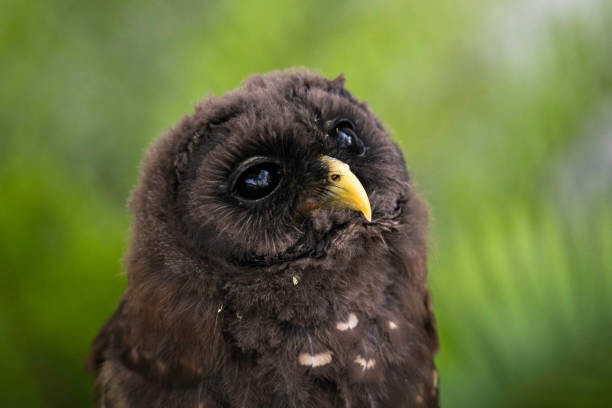 Fotografia artystyczna Daydreaming Owlet