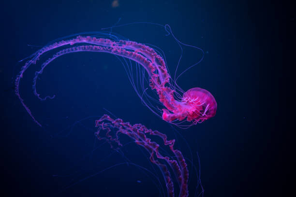 Fotografia Deep blue purple,Close-up of jellyfish swimming